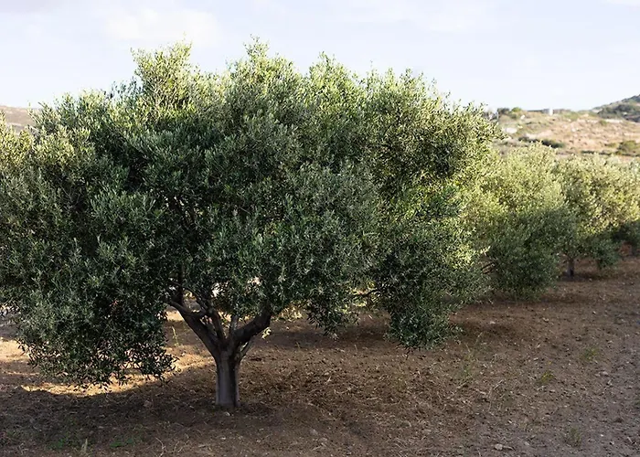 Estate Naxos - Private Hillside Estate Акротири