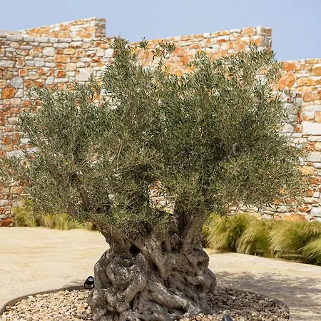 Estate Naxos - Private Hillside Estate Villa