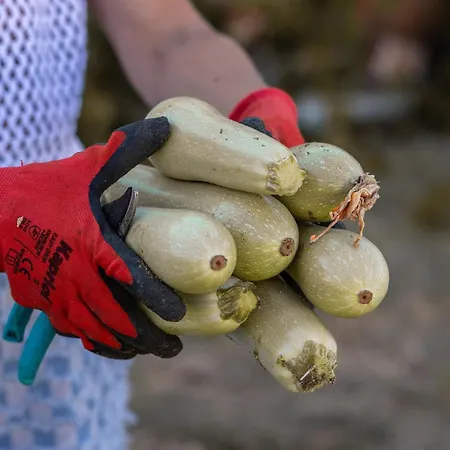 Estate Naxos - Private Hillside Estate * Akrotiri (Naxos)