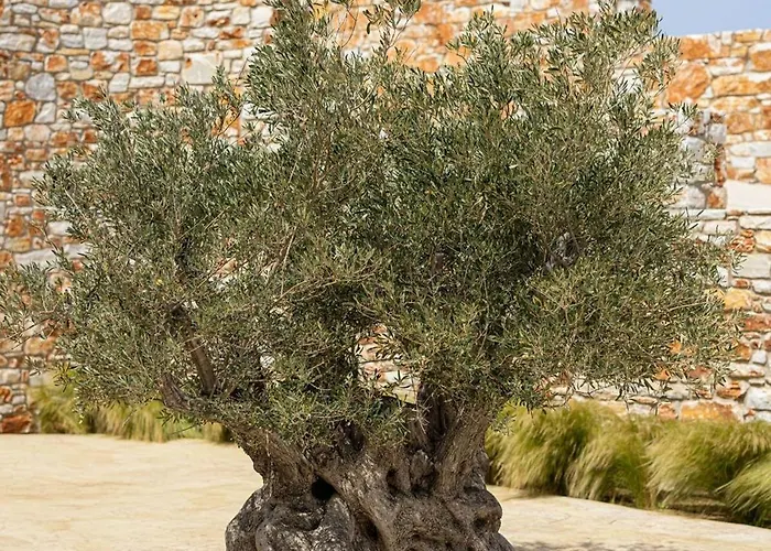 Estate Naxos - Private Hillside Estate Willa